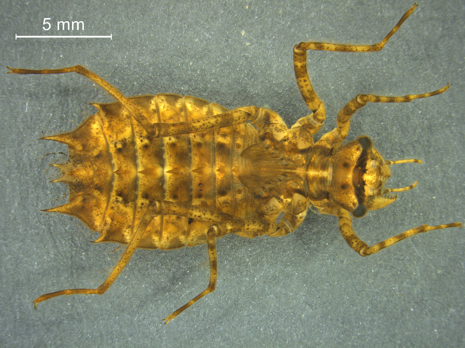 Epitheca bimaculata